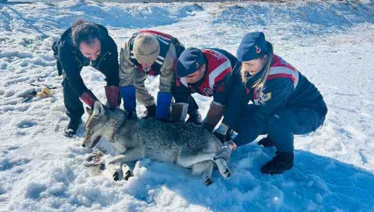 Jandarma, yaralı kurt için seferber oldu