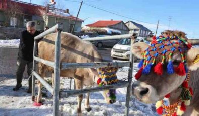 Kars’ta Zavot ırkı yeniden canlanıyor