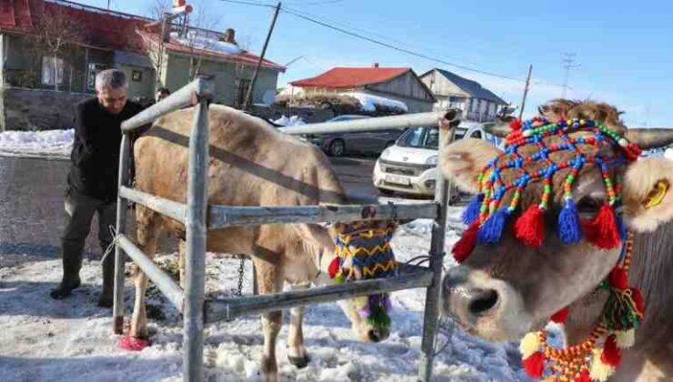 Kars’ta Zavot ırkı yeniden canlanıyor