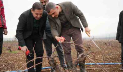 Kilis üzümünde budama vakti