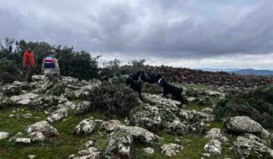 Kilis’te kaybolan hayvanlar bulundu