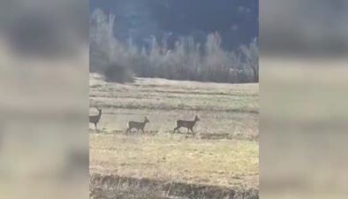 Kırsal alanda gezen karacalar görüntülendi