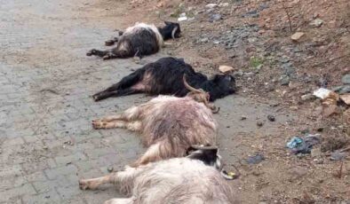 Kulp’ta yine başıboş Köpek saldırısı 15 keçi telef oldu