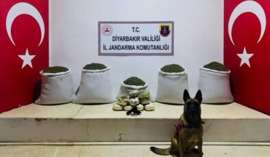Lice’de 91 kilogram toz esrar ele geçirildi