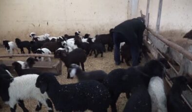 Muş’ta kuzu doğum sezonu başladı