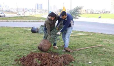Piran caddesi ağaçlandırıldı