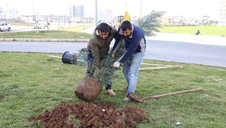 Piran caddesi ağaçlandırıldı