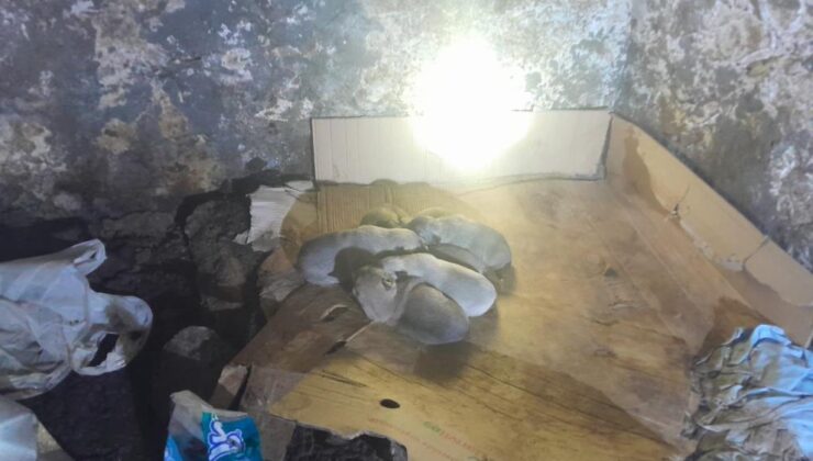 Sason’da yavru köpekler kurtarıldı
