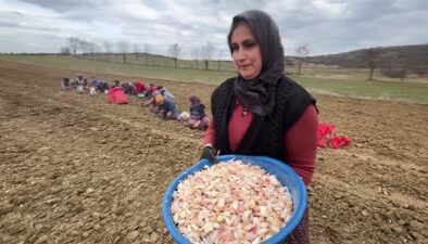 Taşköprü sarımsağı erken ekildi