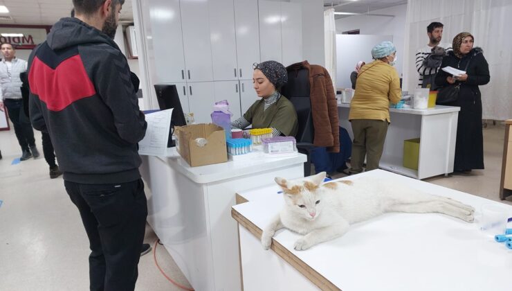 Hastanenin Maskot Kedisi “Derman” hastaların ilgi odağı oldu