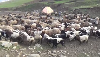 Muş’ta kuzuların annelerle buluşması