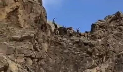 Keban’da nadir keçi sürüsü