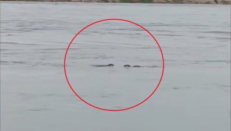 Diyarbakır’da nesli tehdit altında olan su samuru görüldü
