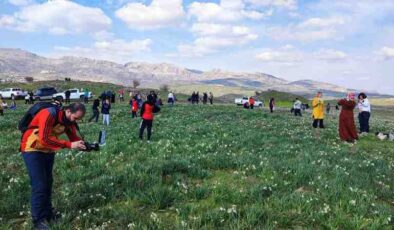 Adıyaman’da nergisler koruma bekliyor