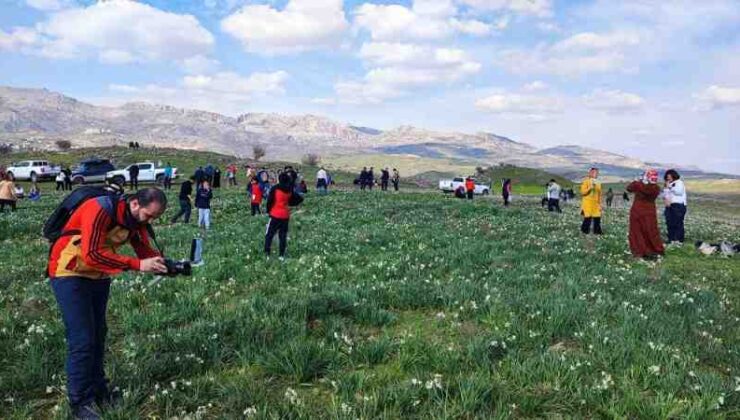Adıyaman’da nergisler koruma bekliyor