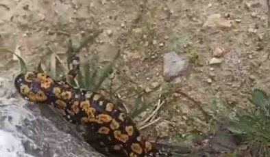 Hasankeyf’te nadir semender keşfi
