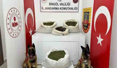 Bingöl’de esrar operasyonu