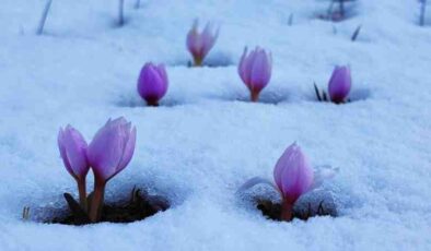 Bitlis’te kar altında çiğdem güzelliği