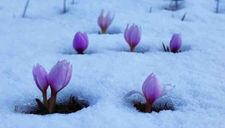 Bitlis’te kar altında çiğdem güzelliği