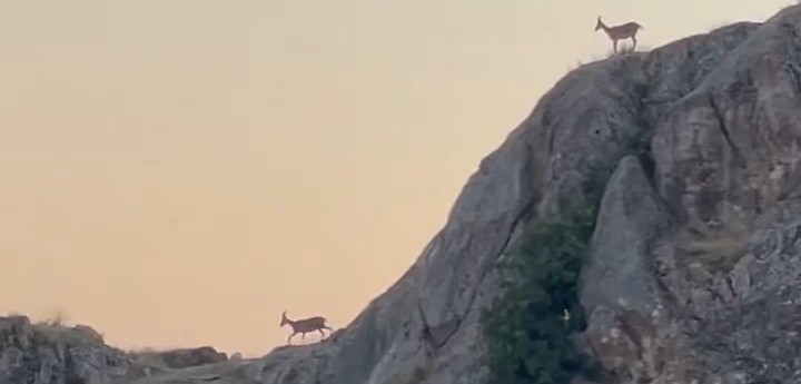 Dağ Keçileri Harput’ta görüntülendi