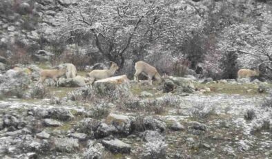 Muhtar, Dağ Keçileri için tuz bıraktı