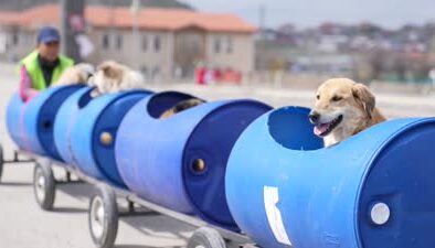 Engelli köpekler için mutluluk treni