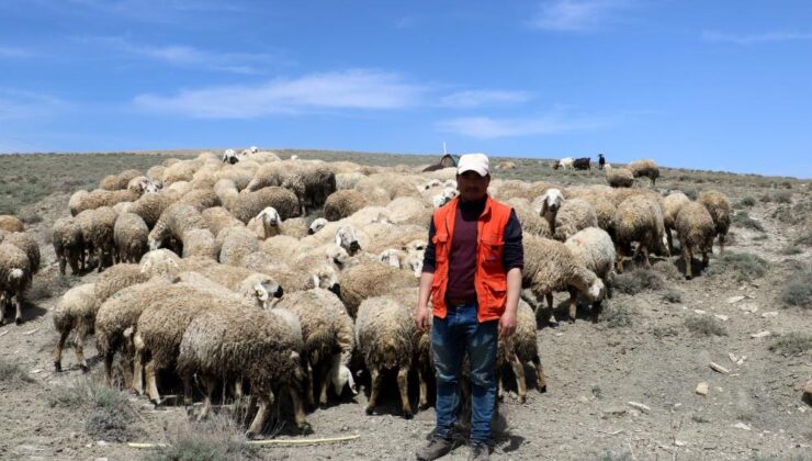 Erzincan’da hayvanlar meralara çıktı