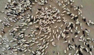 Erzincan’da kuzuların anneleriyle buluşması