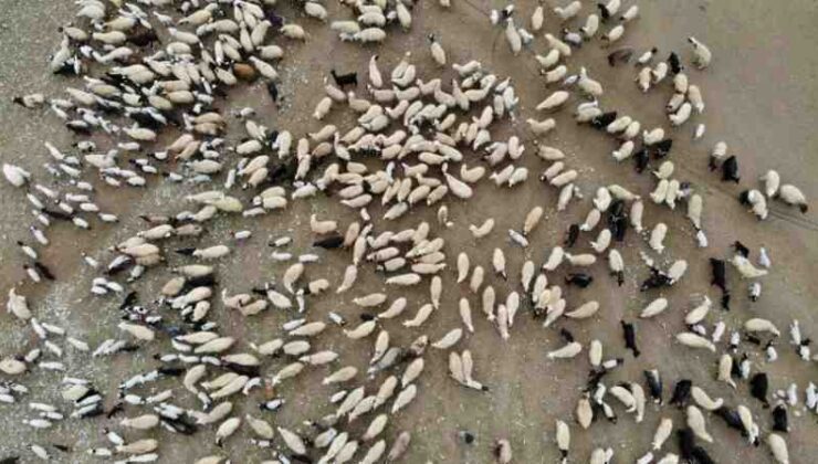 Erzincan’da kuzuların anneleriyle buluşması