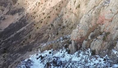 Ayı ve yaban keçileri dronla görüntülendi