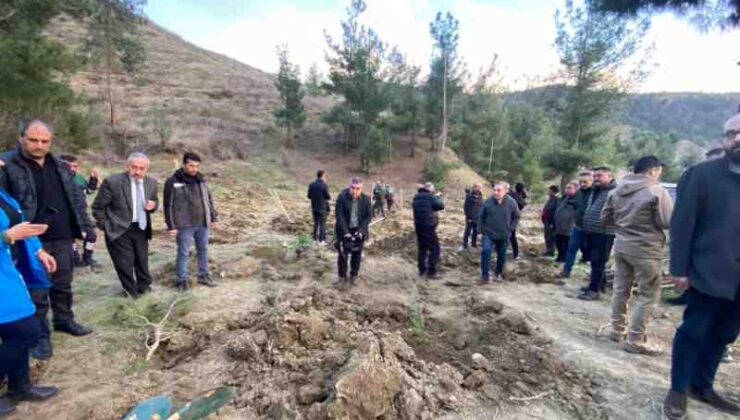 Kahramanmaraş’ta ormanlar yeşeriyor
