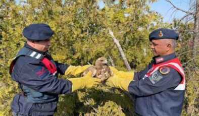 Malatya’da Yaralı Kartal koruma altına alındı