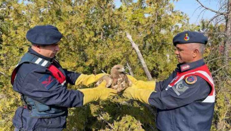 Malatya’da Yaralı Kartal koruma altına alındı