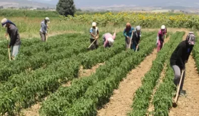 Mevsimlik tarım işçilerinin ücretleri yüzde 114 arttı