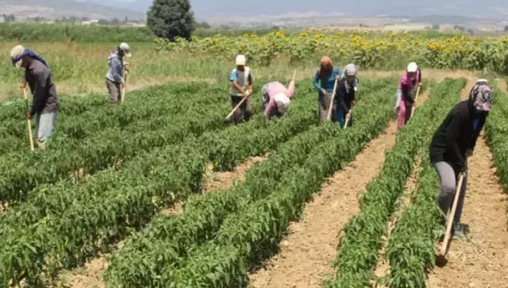 Mevsimlik tarım işçilerinin ücretleri yüzde 114 arttı