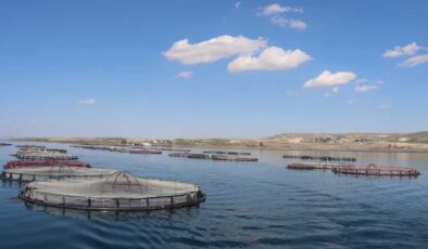 Şanlıurfa’dan Rusya’ya balık ihracı