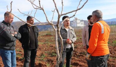 Siirt Fıstığına üretim desteği, ziraat mühendisleri sahada