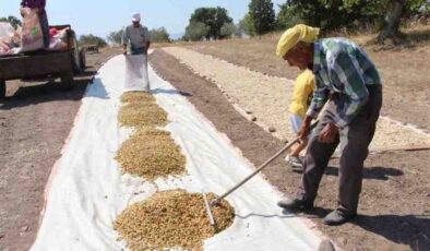 Siirt’te tarımsal destekleme devam ediyor
