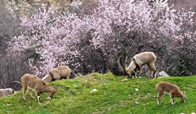 Tunceli’de iki mevsim bir arada