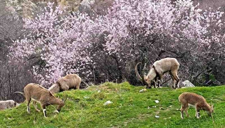 Tunceli’de iki mevsim bir arada