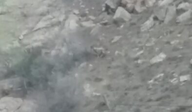 Yüksekova’da dağ keçileri sürprizi