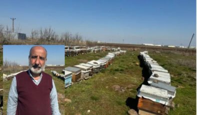 Diyarbakır’da arılar, iklim değişikliğinin kurbanı oldu