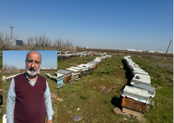 Diyarbakır’da arılar, iklim değişikliğinin kurbanı oldu