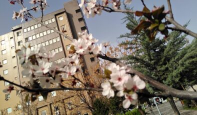 Diyarbakır’da İlkbaharın müjdecisi çiçekler büyüledi