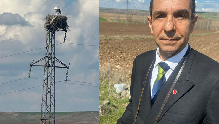 Diyarbakır’da iklim değişti, Leylek Göçü bitti