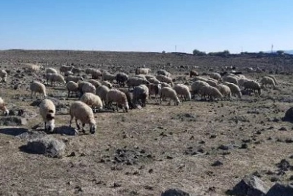 Meralarda otlatma izni 15 Mart’ta başlıyor