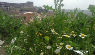 Diyarbakır’da baharın müjdecisi papatyalar çiçek açtı