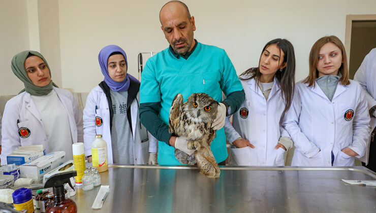 Veteriner hekim adayları yaban hayvanlarının tedavisini uygulamalı öğreniyor