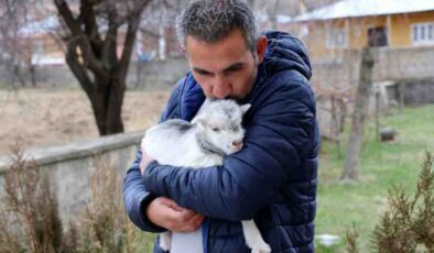 Annesini ayı yiyen ve ölmekten gazeteci tarafından kurtarılan keçi yavrusu büyüdü