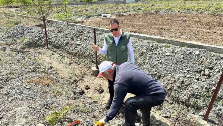 Bağ küllemesi yüzde 90 zarar yaratabilir